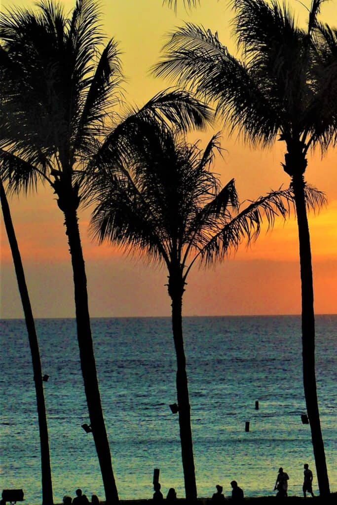 Image features sunset with black outlined palm trees