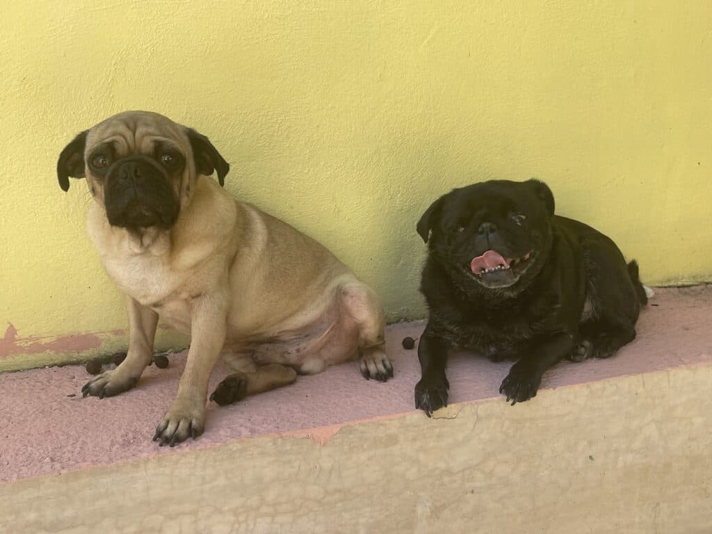 A shot of Teddy & Benny, the pug boys, hanging out poolside in the front yard of our home in Merida. 
