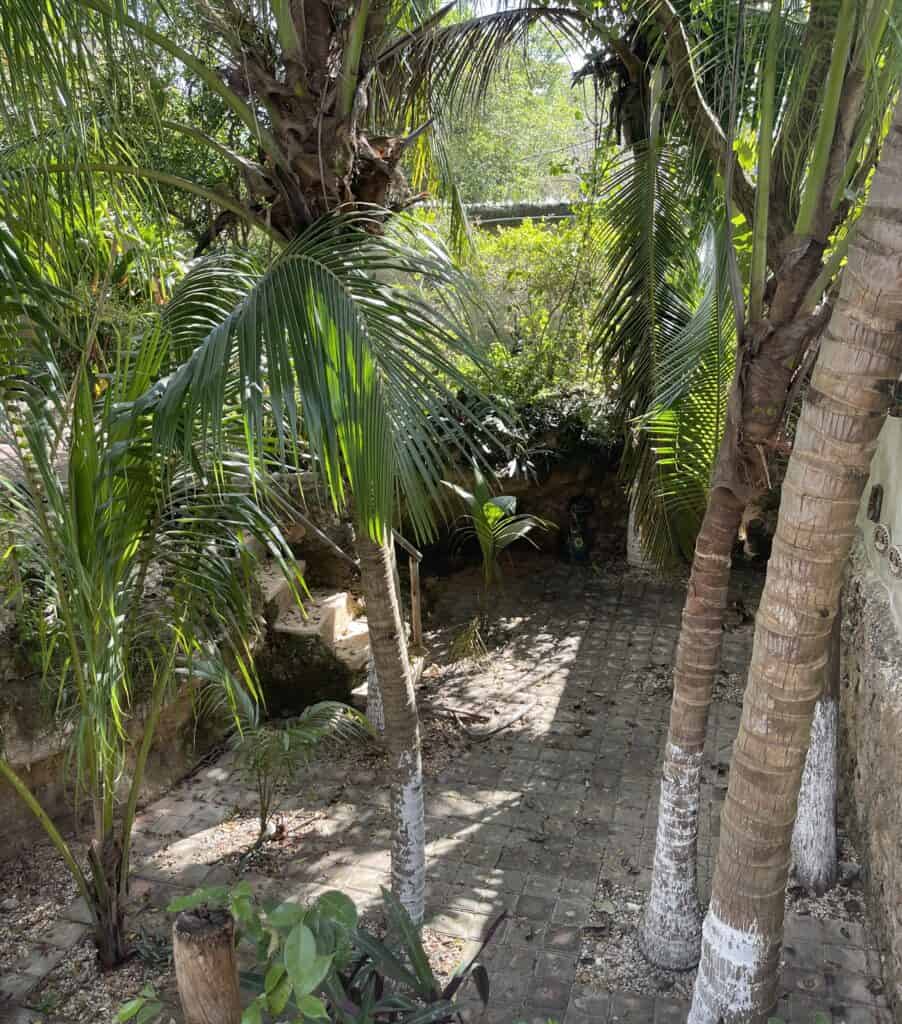 Tropical Foliage in Merida