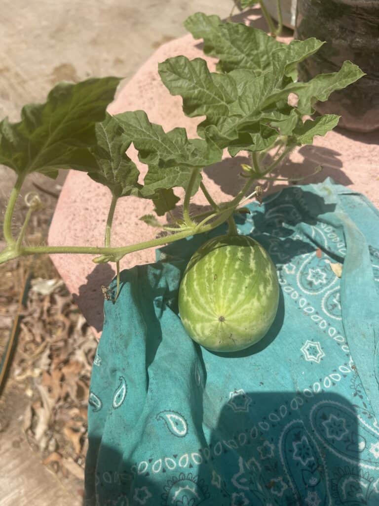 A screenshot of one of my cute lil' watermelons that I'm growing in my garden.