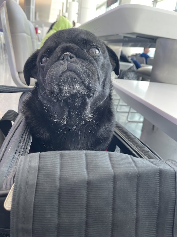 Benny sitting with his head out of the Sherpa carrier at the Houston airport.